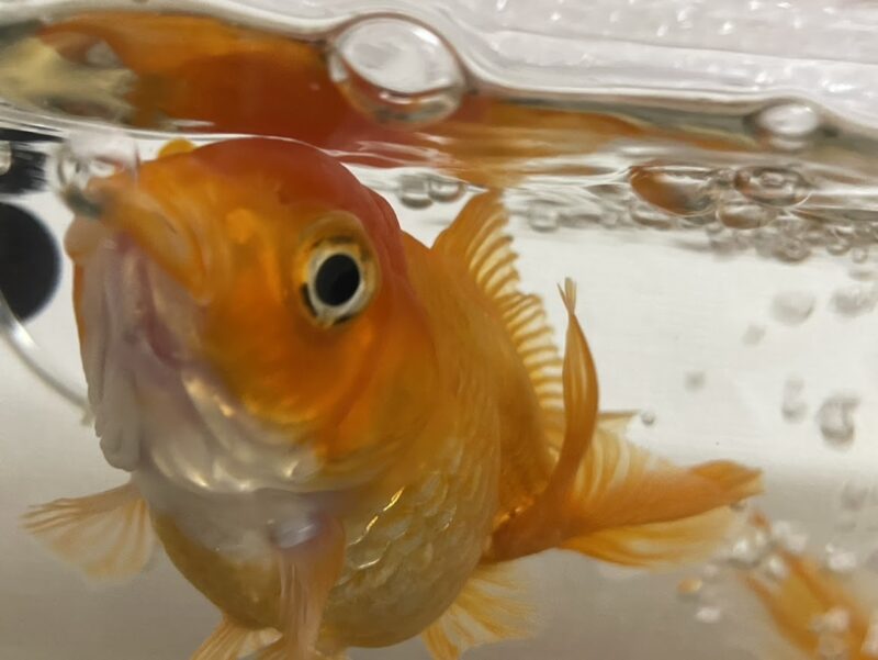 水面付近で口をパクパクさせながら元気に泳ぐ金魚のポチ。水泡がキラキラと光る水槽の中での日常的な一コマ。