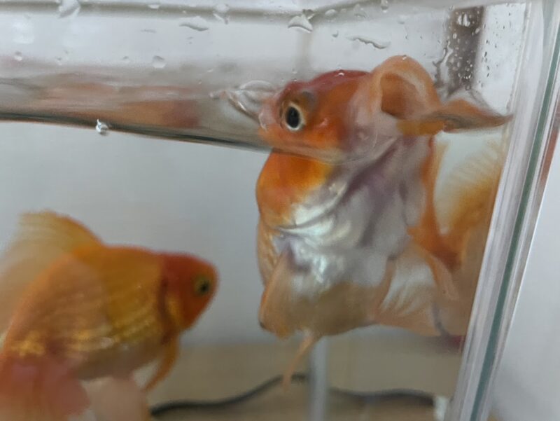 水面ギリギリまで口を出して、勢いよくエサを食べる金魚のポチ。寝ている時とは打って変わって、生命力あふれる激しい動き。