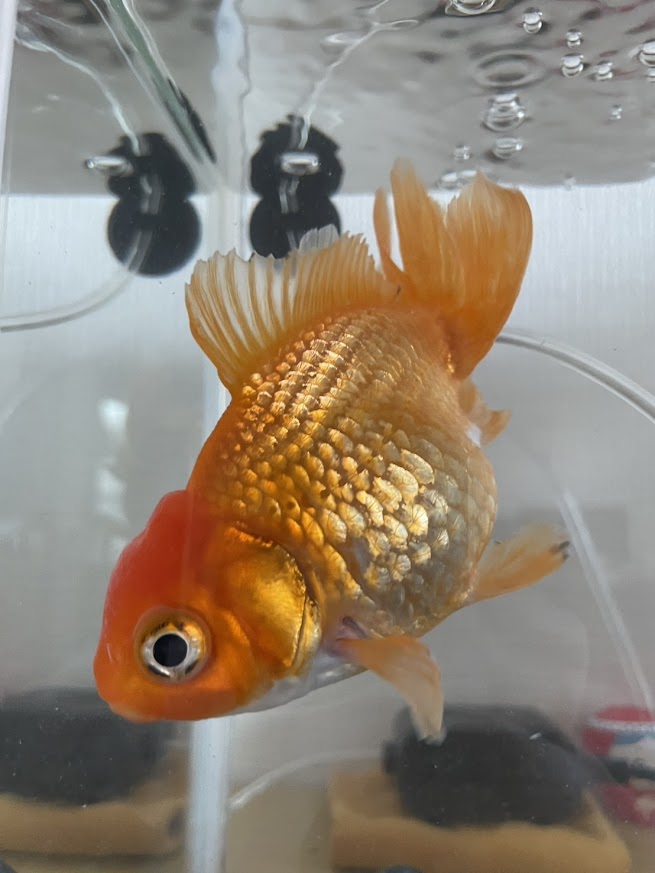水槽で泳ぐオレンジ色の丸々とした金魚のポチ。鱗がキラキラと輝くアップの様子。