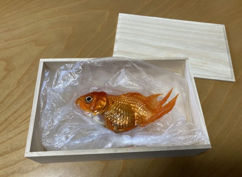贈り物のお菓子の木箱を棺にして、静かに横たわる金魚のポチ。ビニールの上に安置され、安らかに眠っているような姿。