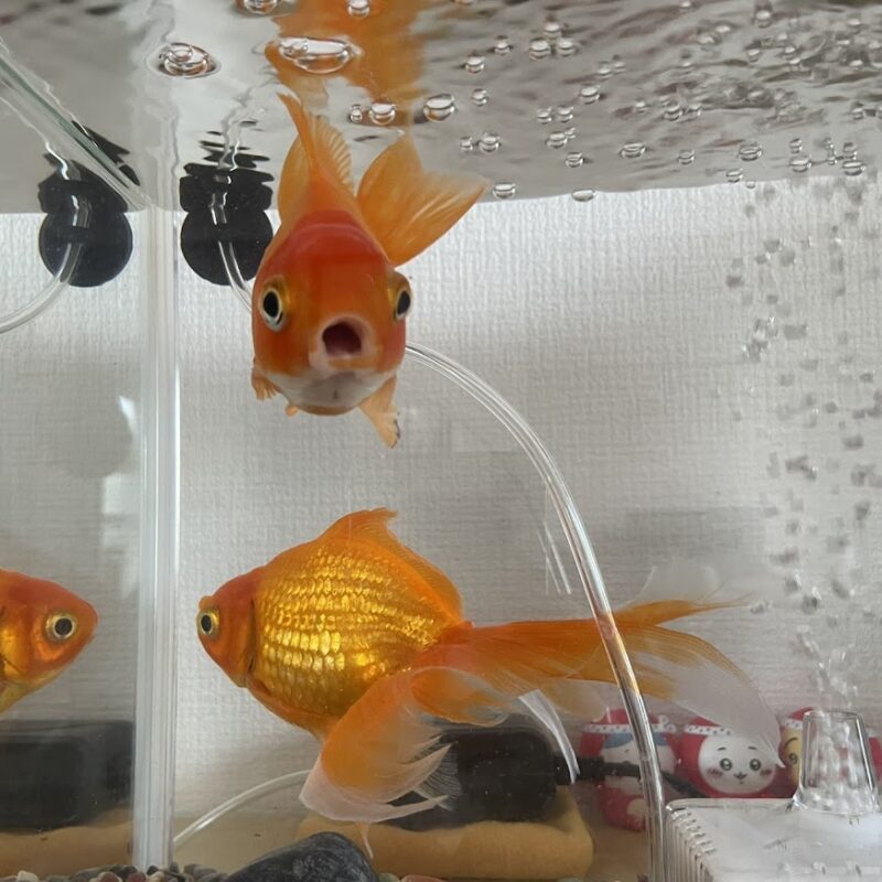 水槽のガラス越しに、口を大きく開けてこちらに近寄ってくる金魚のポチ。正面を向いた愛嬌たっぷりの表情。