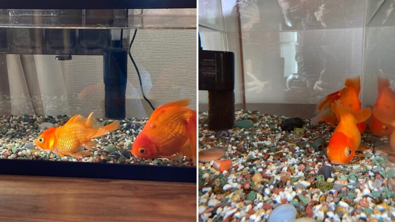 旅立つ前日、奇跡的に力強く泳いでいた金魚のポチ。普段の寝ている姿とは異なり、水槽の底で背筋を伸ばして凛としている2枚の比較写真。