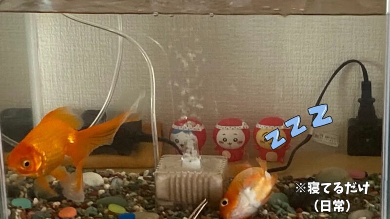 水槽の底で横たわって寝ている金魚のポチ。一見心配になるような寝姿だが、実はこれが日常の風景。