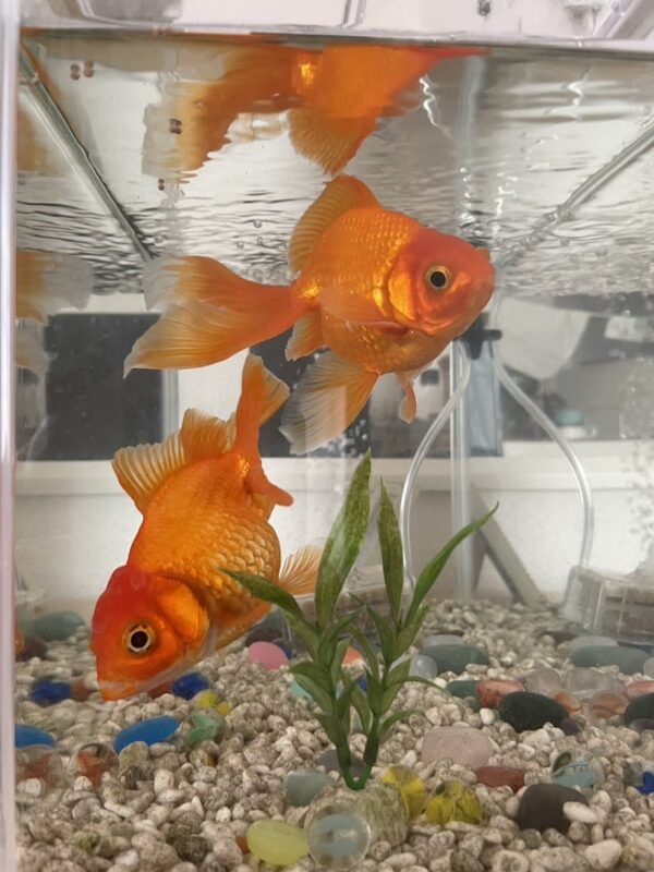 水槽のガラス越しにこちらを見つめる、オレンジ色のぷっくりした金魚のポチ。黄金色の鱗が際立つアップ写真。