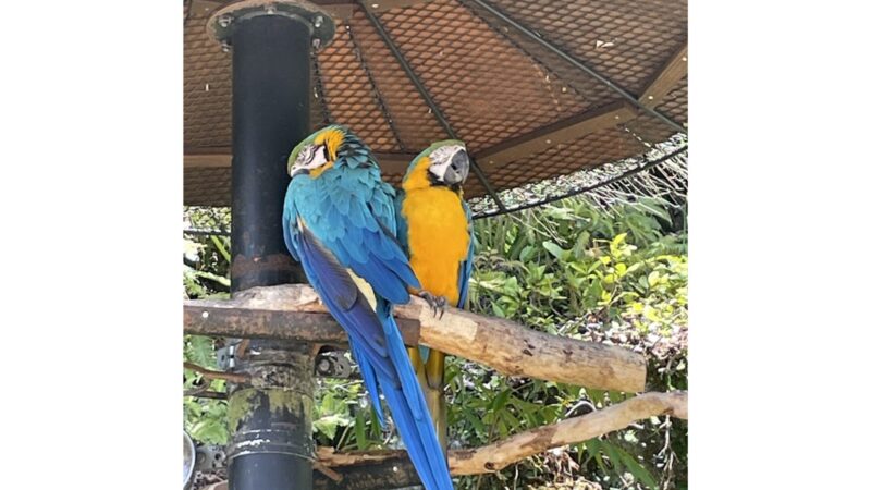 長崎バイオパークで飼育されている鮮やかな青と黄色のルリコンゴウインコ
