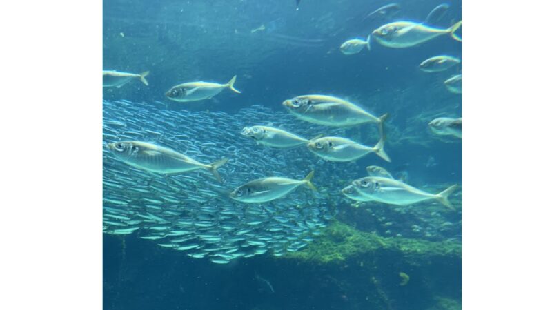 九十九島水族館海きららの大水槽で群れをなして泳ぐアジとマイイワシ